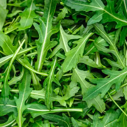 Arugula