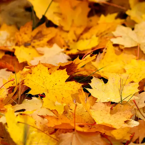 Fallen-Leaves-Large-Fragrance-Oil