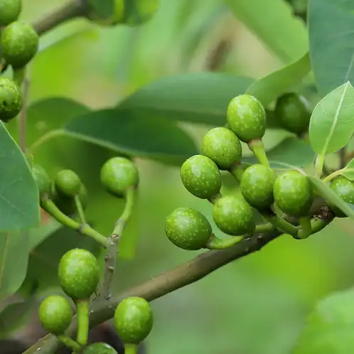 Litsea-Cubeba-Essential-Oil-web