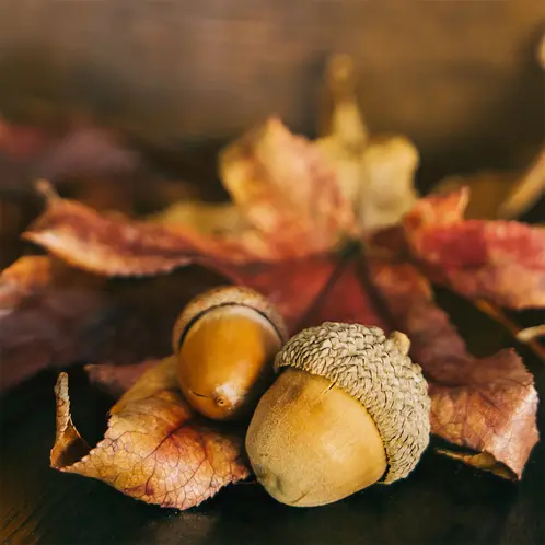 Maple_Leaf_and_Acron_1x1