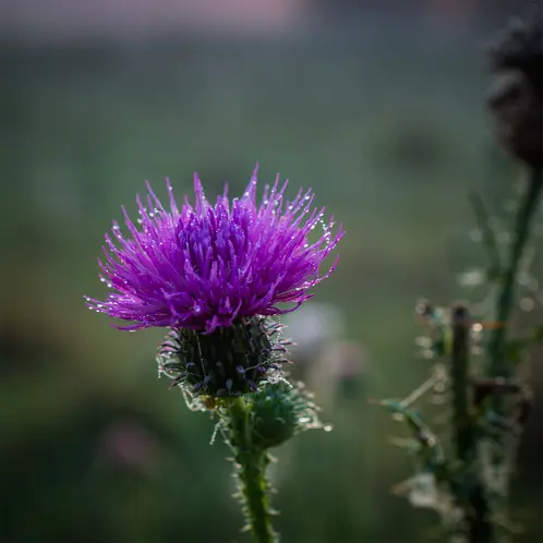 Meadow_Thistle_1x1
