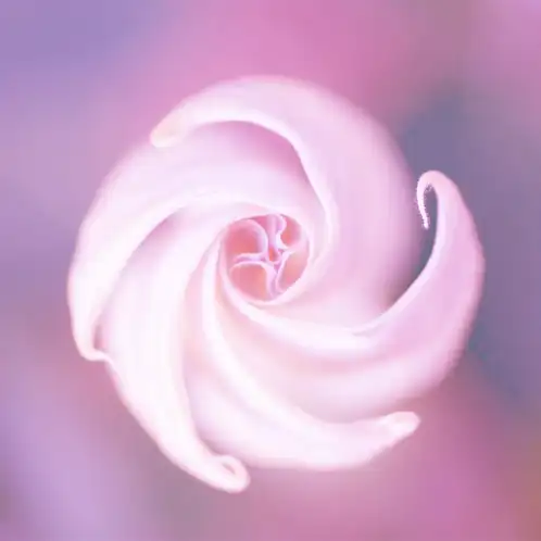 Moonflower-Nectar-1x1-tinted