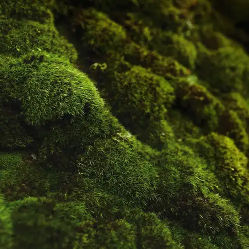 Oakmoss-and-Amber-Fragrance-Oil