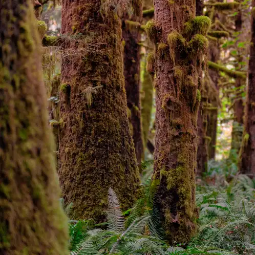 Redwoods-and-Moss-FO-web