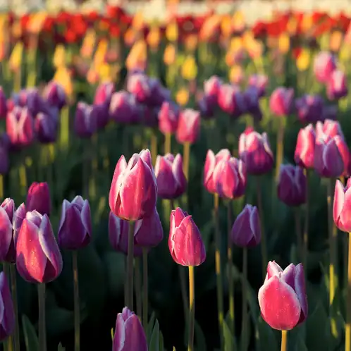 Tulip-Fields-web