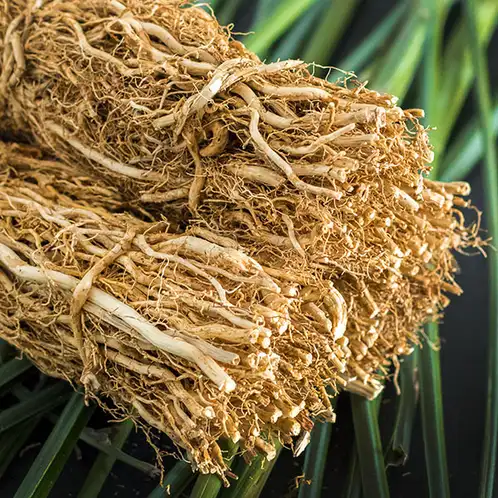 Vetiver-Fragrance-Oil