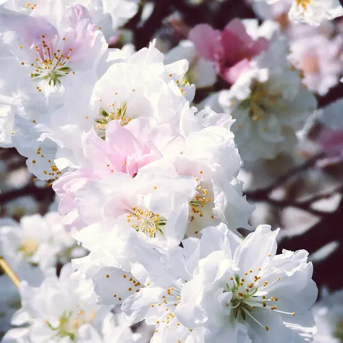 White-Peach-Blossom-1x1-1