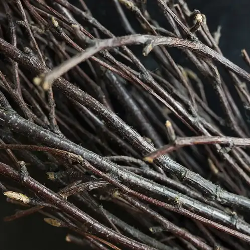 amyris-essential-oil-web