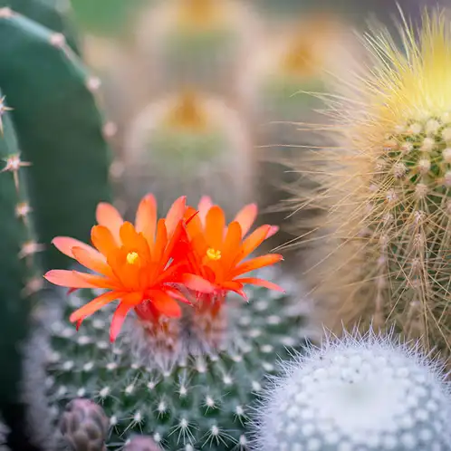 cactus-flower-jade-fragrance-oil-web