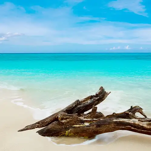 caribbean-teakwood-fragrance-oil-web