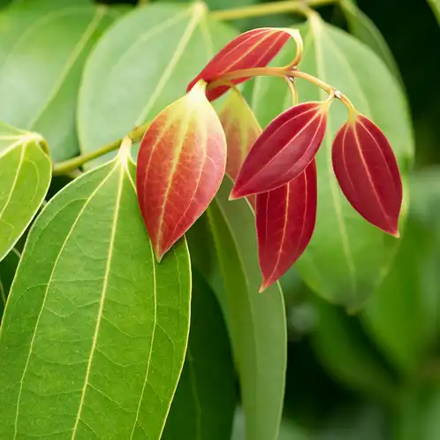cinnamon-leaf-essential-oil-web