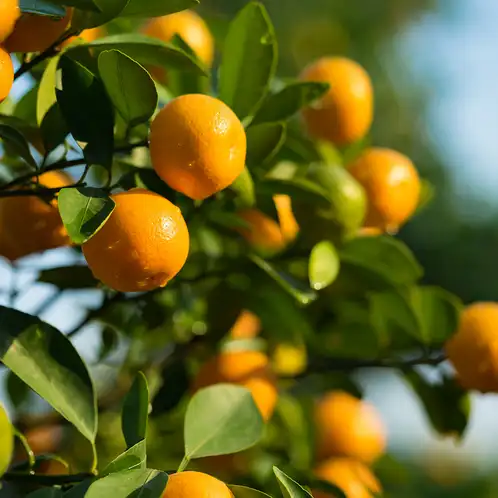 citrus-sunshine-fragrance-oil-web