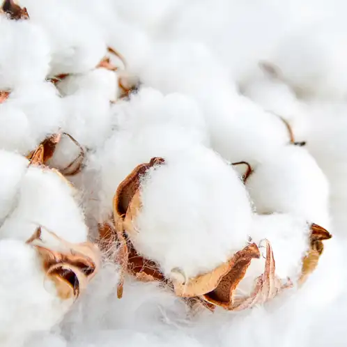 clean-cotton-fragrance-oil-web