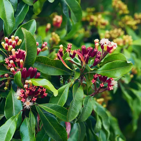 clove-leaf-essential-oil-web