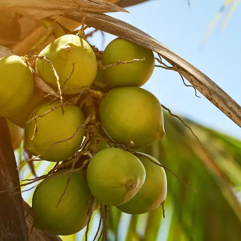 coconut-soleil-fragrance-oil-web