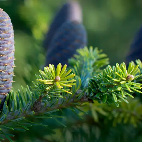 fir-needle-essential-oils-web