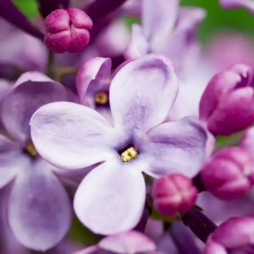 french-lilac-fragrance-oil-web