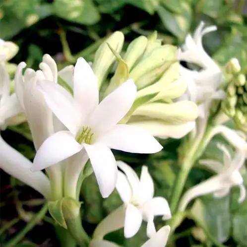 gardenia-tuberose-fragrance-oil-web