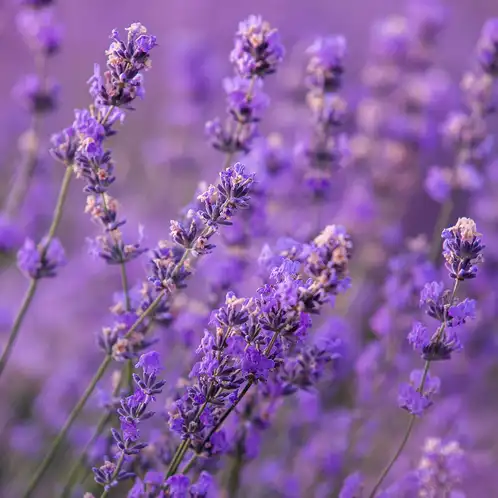 lavender-essential-oil-web
