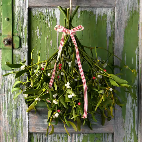 mistletoe-fragrance-oil-web
