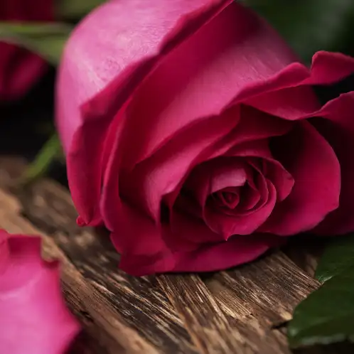 rose-and-oud-1x1-web