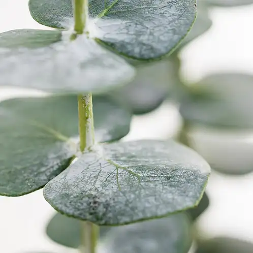 white-eucalyptus-fragrance-oil-web