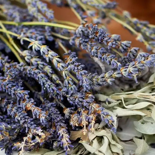 white-sage-lavender-FO-web