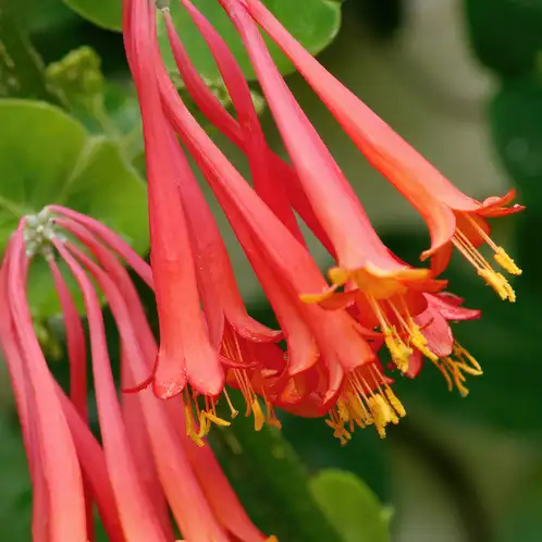 wild-honeysuckle-web